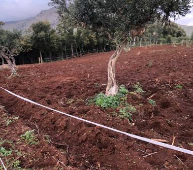Terreno Agricolo/Coltura in vendita a Santa Domenica Talao (Cosenza), Contrada Guarniero 43