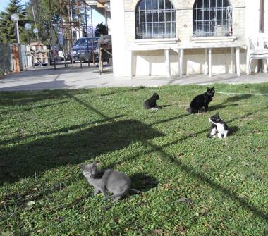 Casa indipendente in vendita a Ascoli Piceno (Ascoli Piceno), Strada Frazione Colonnata 110