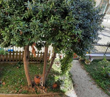 Affitto Appartamento Vacanze a Cesenatico (Forlì-Cesena), Viale E. de Amicis 84