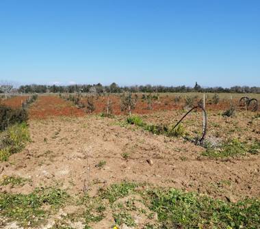 Terreno Agricolo/Coltura in vendita a Galatone, Frazione Galatone Campagne