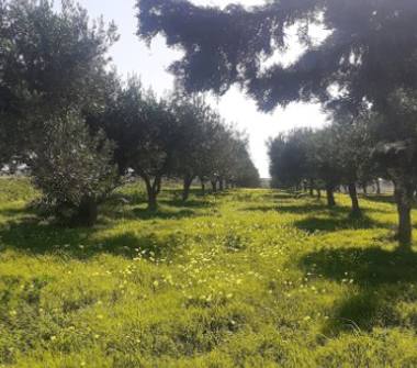 Terreno Agricolo/Coltura in vendita a Trapani, Frazione Salinagrande, Strada Solfarello 29