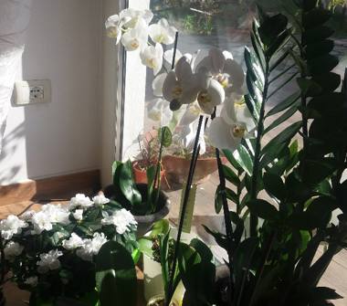 Villa in affitto a Praia a Mare (Cosenza)