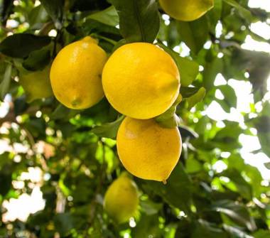 Affitto Appartamento Vacanze a Sestri Levante (Genova)