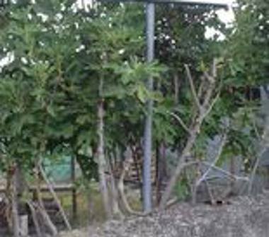 Terreno Agricolo/Coltura in vendita a Aquara (Salerno), Via Kennedy 15