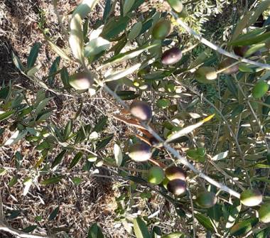 Terreno Agricolo/Coltura in vendita a Vecchiano, Frazione Filettole