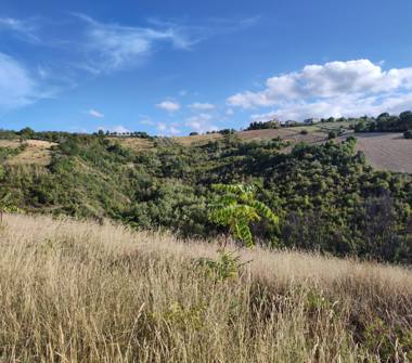 Terreno Agricolo/Coltura in vendita a Ripatransone, Frazione San Savino