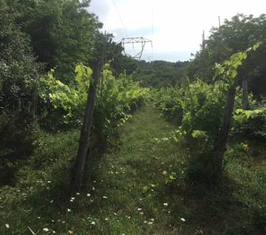 Terreno Agricolo/Coltura in vendita a Santa Maria a Monte (Pisa), Via Valle 18