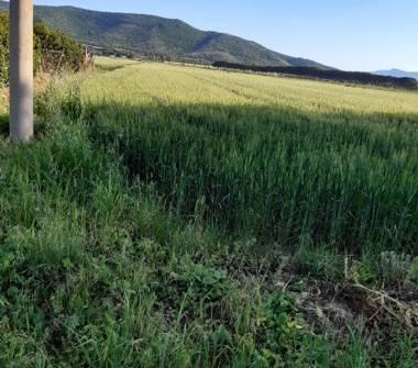 Terreno Agricolo/Coltura in vendita a Orbetello, Frazione Albinia