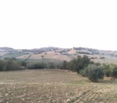 Terreno Agricolo/Coltura in vendita a Morrovalle (Macerata)