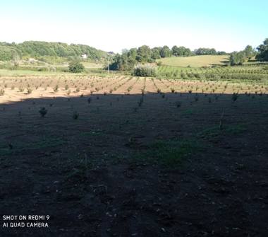 Terreno Agricolo/Coltura in vendita a Bassano Romano (Viterbo)