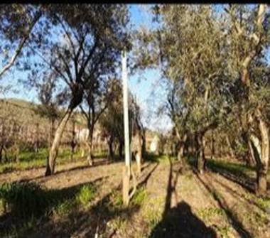 Terreno Edificabile Commerciale in vendita a Bellona, Frazione Triflisco, Via Triflisco 14