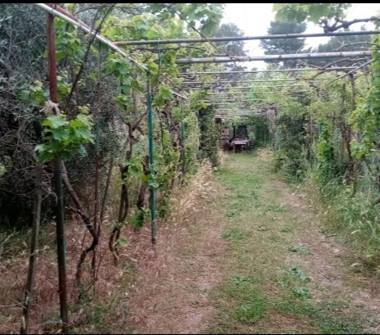 Terreno Agricolo/Coltura in vendita a Piombino (Livorno)