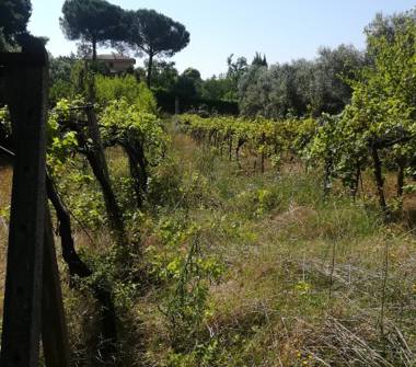 Terreno Agricolo/Coltura in vendita a Palombara Sabina, Frazione Stazzano, Viale Andromeda 28
