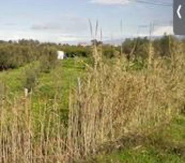 Terreno Agricolo/Coltura in vendita a Belpasso (Catania)