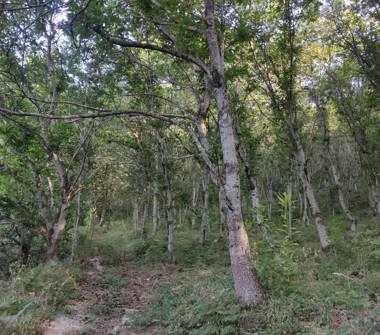 Terreno Edificabile Residenziale in vendita a Chiusano di San Domenico (Avellino), SS400 5