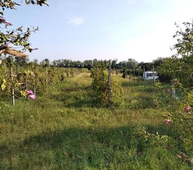 Terreno Agricolo/Coltura in vendita a Castenedolo (Brescia), Via Giosuè Carducci 0