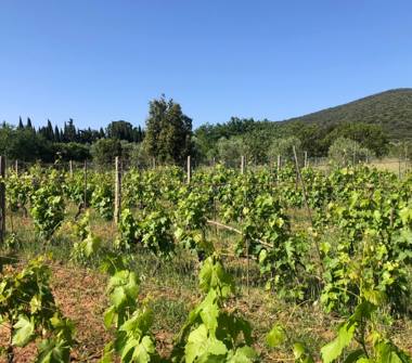 Terreno Agricolo/Coltura in vendita a Orbetello (Grosseto), Strada Vicinale dei Poggi 123
