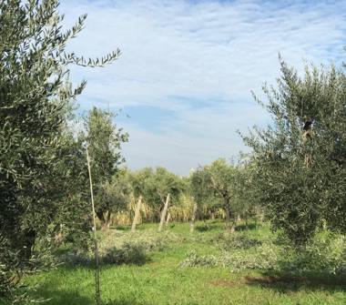 Terreno Edificabile Commerciale in vendita a Cori (Latina), Via della Stazione di Cori 41