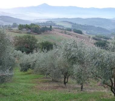 Terreno Agricolo/Coltura in vendita a Guardistallo (Pisa)
