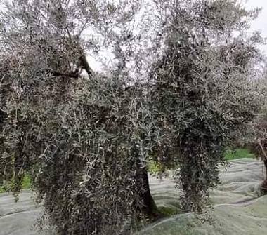 Terreno Agricolo/Coltura in vendita a Casale Marittimo (Pisa)