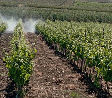 Terreno Agricolo/Coltura in vendita a Castelvetrano (Trapani)