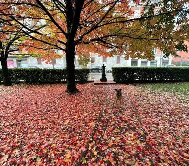 Bilocale in affitto a Milano, Zona Maciachini