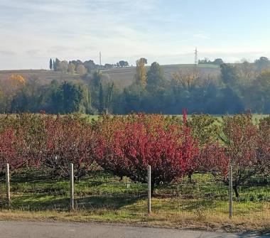 Terreno Agricolo/Coltura in vendita a Valsamoggia (Bologna)