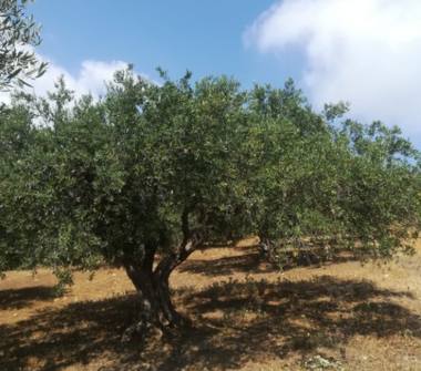 Terreno Agricolo/Coltura in vendita a Bagheria (Palermo), SP127 61