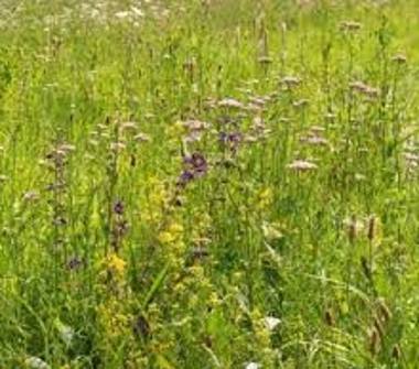 Terreno Agricolo/Coltura in vendita a Carlazzo, Frazione San Pietro Sovera