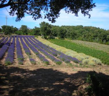 Terreno Agricolo/Coltura in vendita a Aggius (Sassari), Via Roma 130