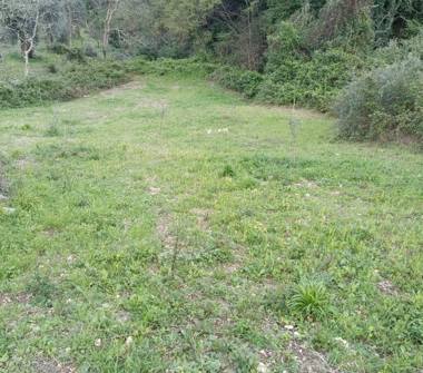 Terreno Agricolo/Coltura in vendita a Vico del Gargano (Foggia)