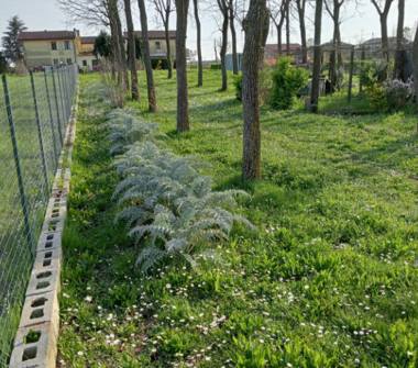 Altro in vendita a Arzergrande (Padova)