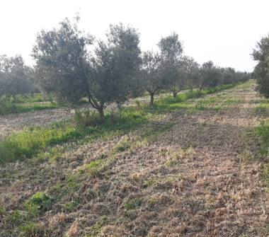 Terreno Agricolo/Coltura in vendita a Sassari, Frazione Campanedda