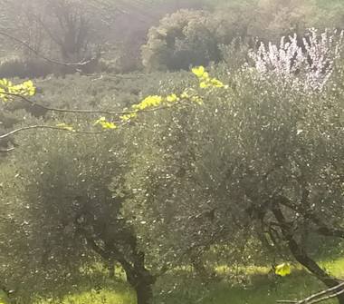 Terreno Agricolo/Coltura in vendita a Civitanova Marche, Frazione Civitanova Alta