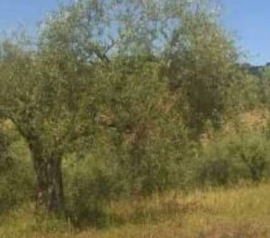 Terreno Edificabile Residenziale in vendita a Terni (Terni), Via San Valentino 13