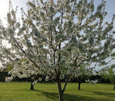 Terreno Agricolo/Coltura in vendita a Novellara (Reggio Emilia), Via Viazzola Borgazzo 10b