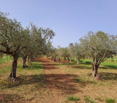 Terreno Agricolo/Coltura in vendita a Petrosino, Frazione Agghi