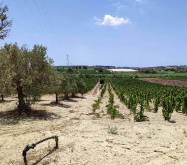 Terreno Agricolo/Coltura in vendita a Noto, Frazione San Lorenzo, Contrada Maccari snc sn