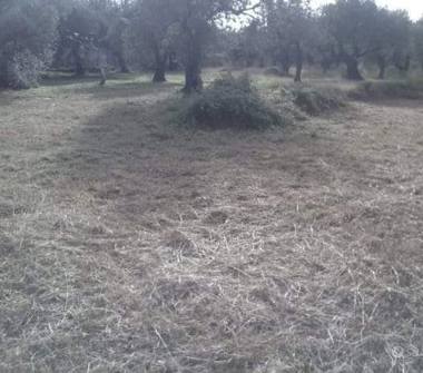 Terreno Agricolo/Coltura in vendita a Messina (Messina), Discesa Marina Mezzacampa s/n