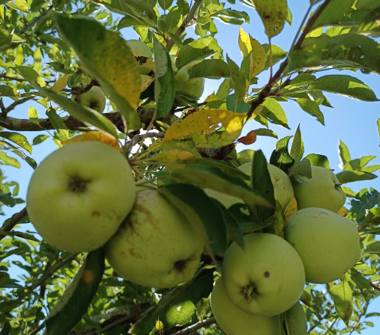 Terreno Agricolo/Coltura in vendita a Castel Madama (Roma)