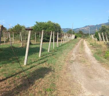Terreno Agricolo/Coltura in vendita a Velletri (Roma)