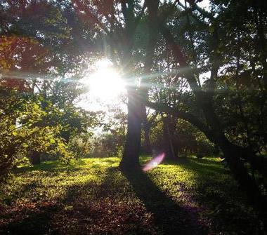 Terreno Agricolo/Coltura in vendita a Vallerano (Viterbo)
