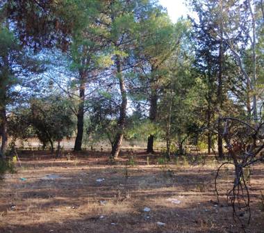 Terreno Edificabile Residenziale in vendita a Trani (Barletta-Andria-Trani), Via Duchessa d'Andria 95