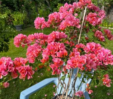 Casa indipendente in affitto a Petacciato (Campobasso)
