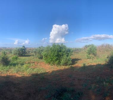 Terreno Agricolo/Coltura in vendita a Taurisano (Lecce)