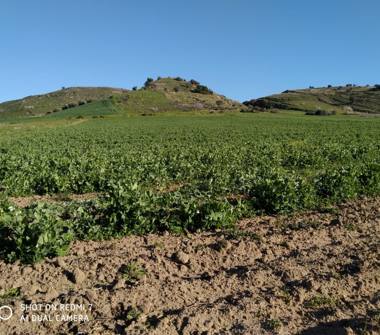 Terreno Agricolo/Coltura in vendita a Gela (Caltanissetta), Strada Provinciale 82 a