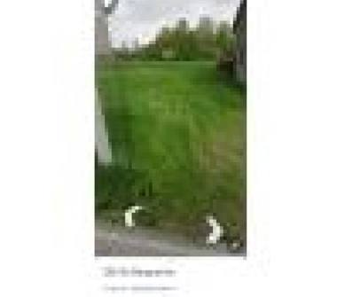 Terreno Agricolo/Coltura in vendita a Trecenta, Frazione Berguarina Ii