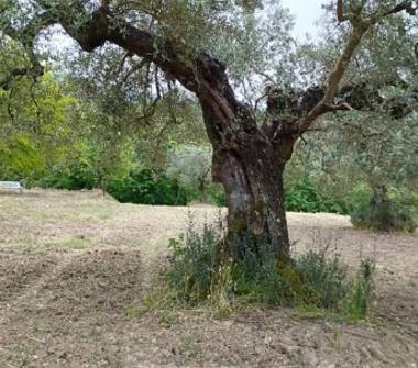 Terreno Agricolo/Coltura in vendita a Frasso Telesino (Benevento), via I Traversa Tore 2