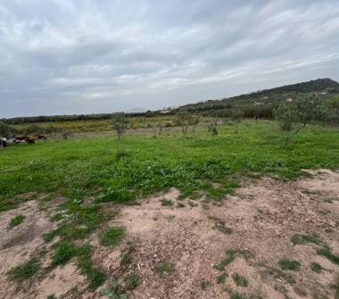 Terreno Agricolo/Coltura in vendita a Alghero (Sassari)