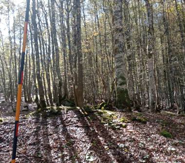 Terreno Agricolo/Coltura in vendita a Guardia Lombardi (Avellino)
